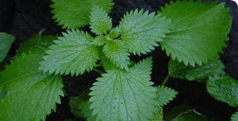 urtica-dioica-11_68792_1