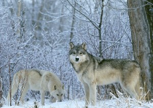 2_gray-wolves-in-snow-beautiful-kewl1