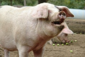 254705563_a2845d1416_b