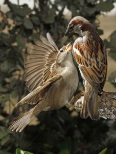 swamp-sparrow-clipart-birdie-17