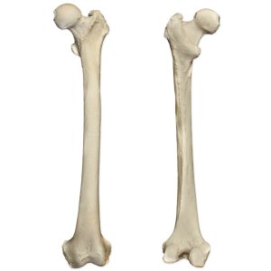 RMQ-02_Femurs