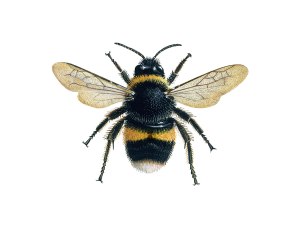 bee_illus_1_White-tailed-bumblebee_XSM