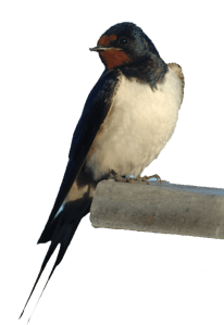 xbarn_swallow.png.pagespeed.ic.I-KEz34aSw