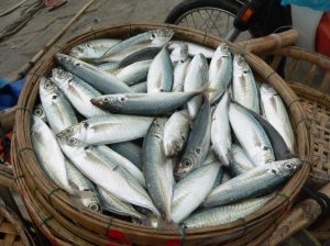 basket-of-fish