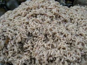 maggotpile_lrg.preview