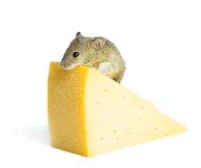 mouse cheese