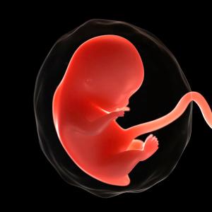 foetus-at-8-weeks-scieproscience-photo-library